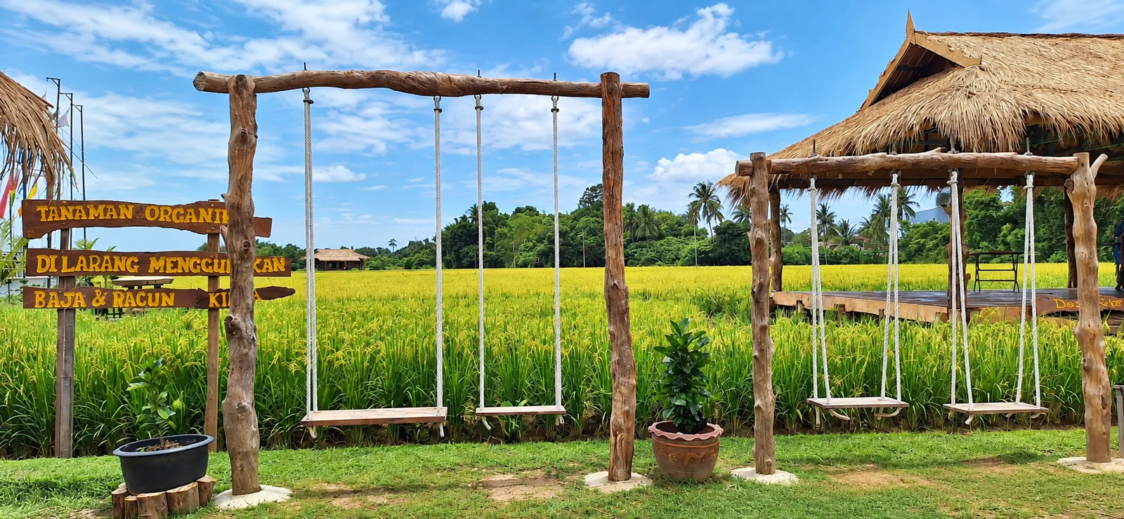 Wooden swings beside the paddy field, with a sign stating that no chemical fertiliser or pesticide is used
