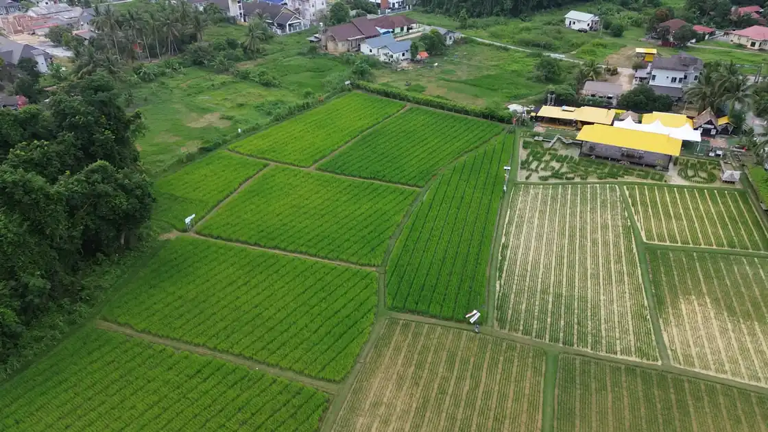Pemandangan dron di atas sawah padi organik Desa Gemalai