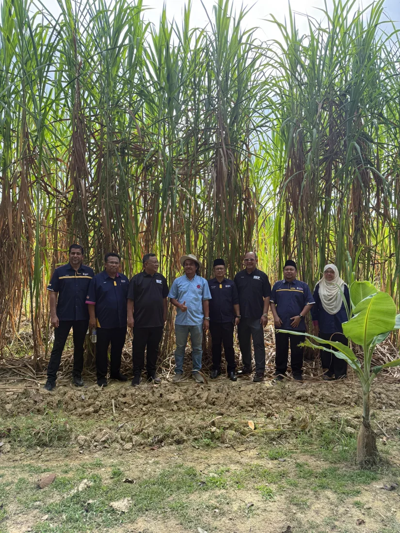 Lawatan berkumpulan ke ladang Juncao
