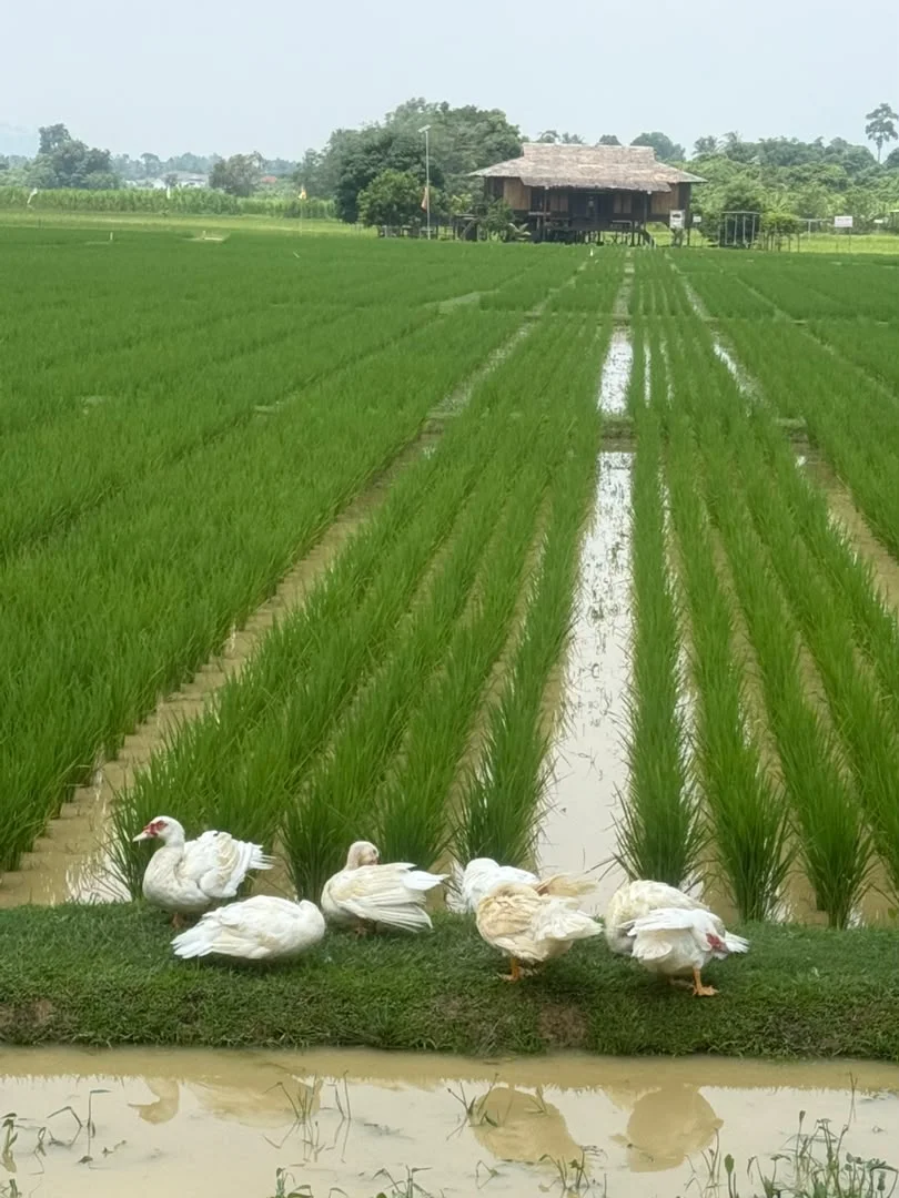 Ducks beside the paddy fields at Desa Gemalai