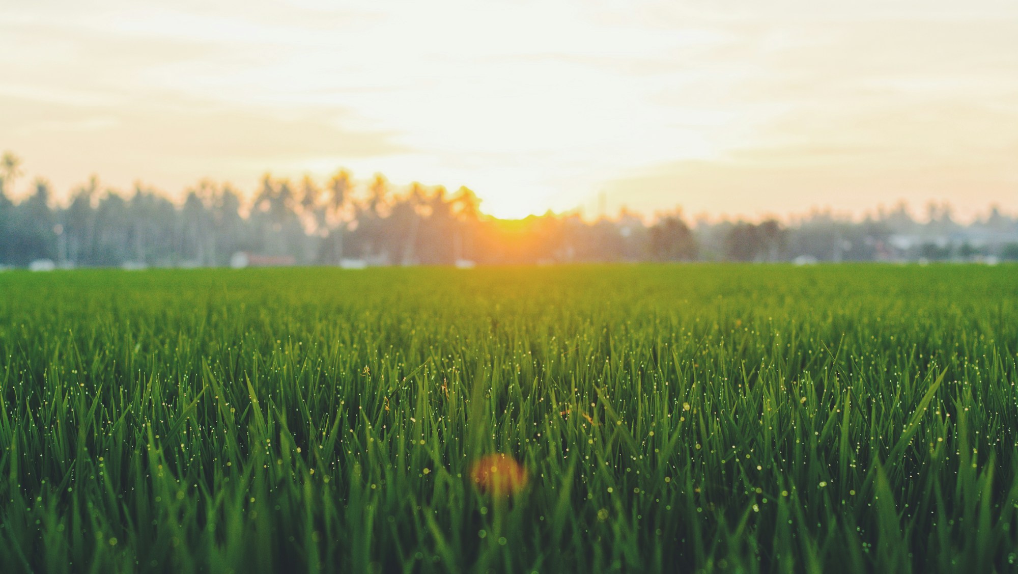 Sunset over a rice field in Sekinchan, Malaysia